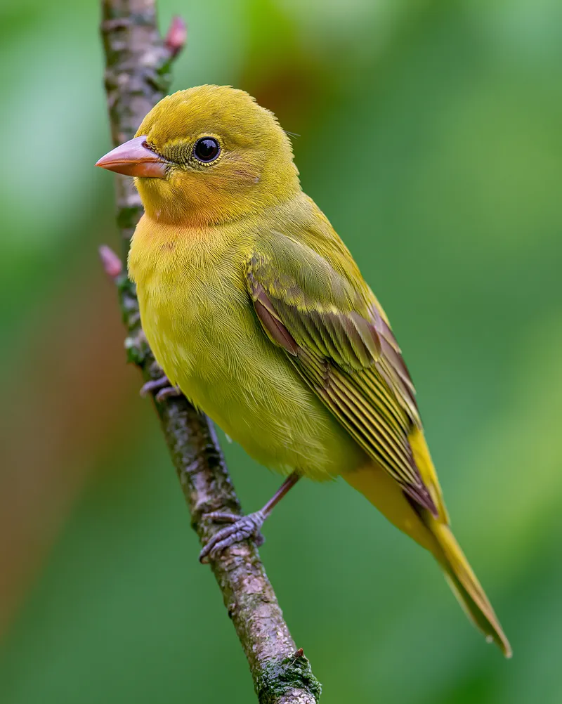 Scarlet Tanager (female) (Piranga olivacea) in Ohio