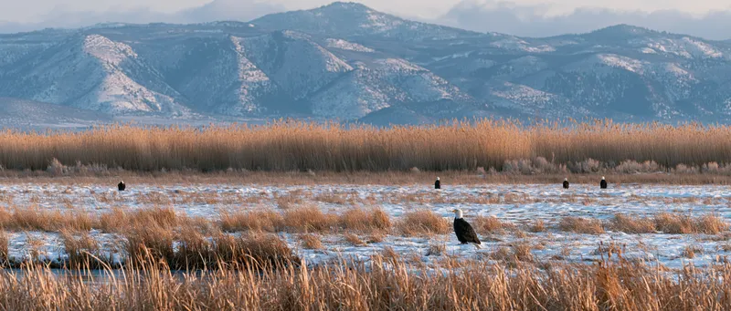 Bald Eagle in Oregon