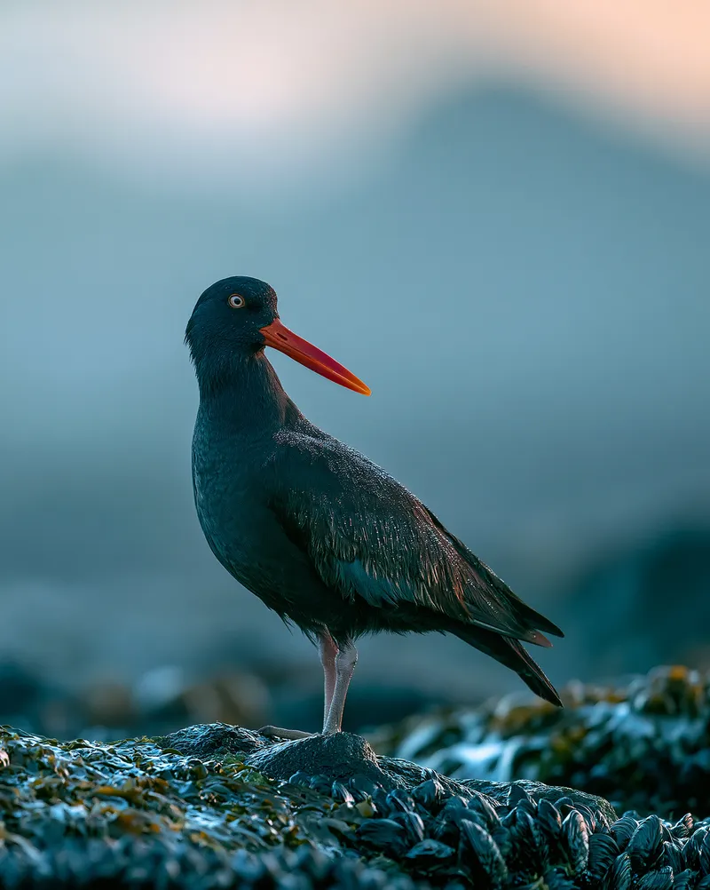 Black oystercatcher in Oregon