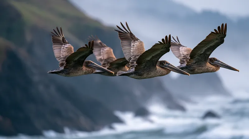Brown pelican (Pelecanus occidentalis) in Oregon