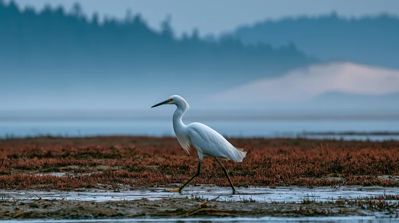 snowy egret (Egretta thula) in Oregon