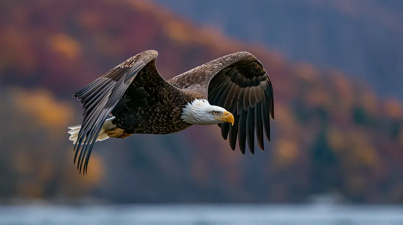 Bald Eagle (Haliaeetus leucocephalus) in Pennsylvania