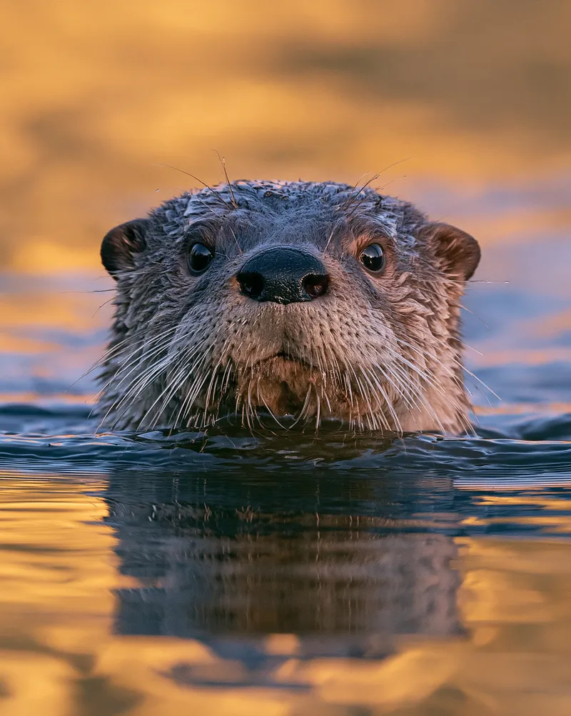 River otter (Lontra canadensis) in Pennsylvania