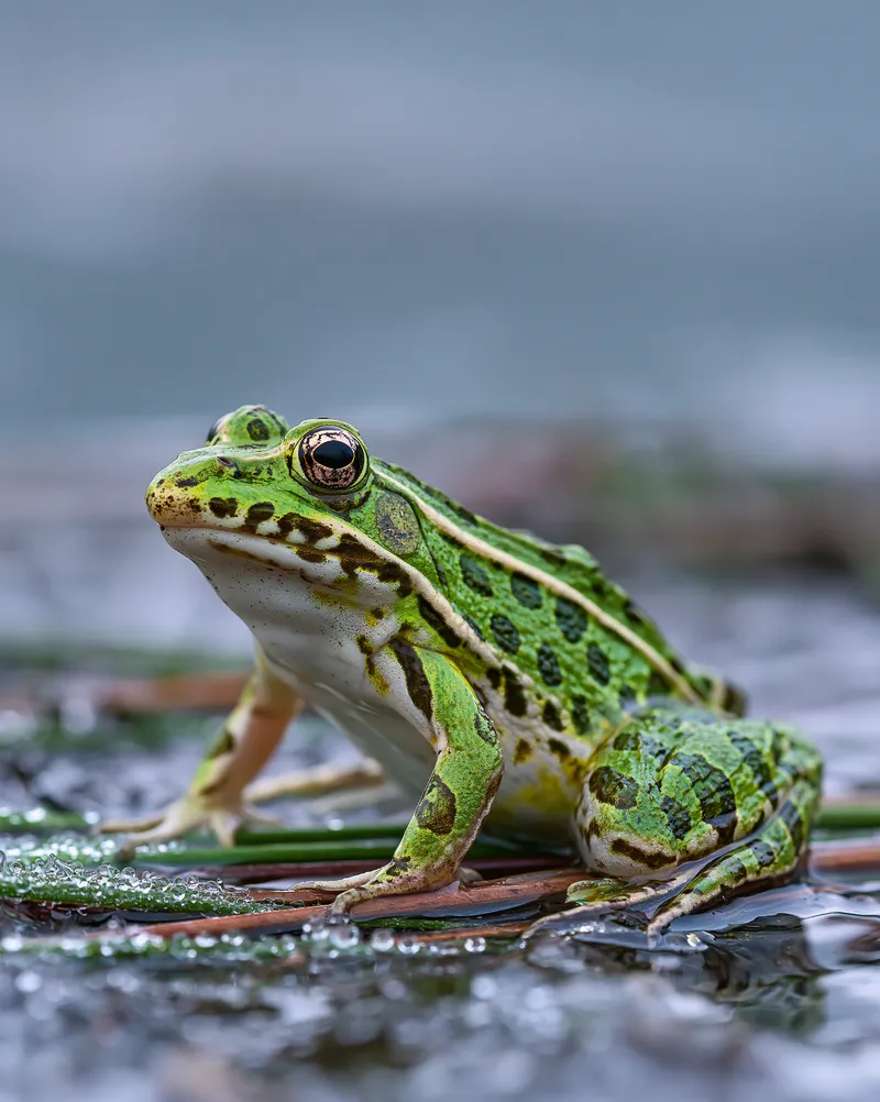 Southern leopard frog (Lithobates sphenocephalus) in South Carolina
