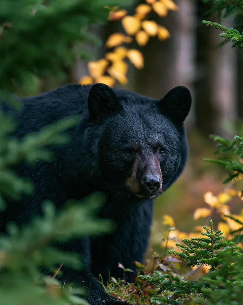 American black bear (Ursus americanus) in Tennessee