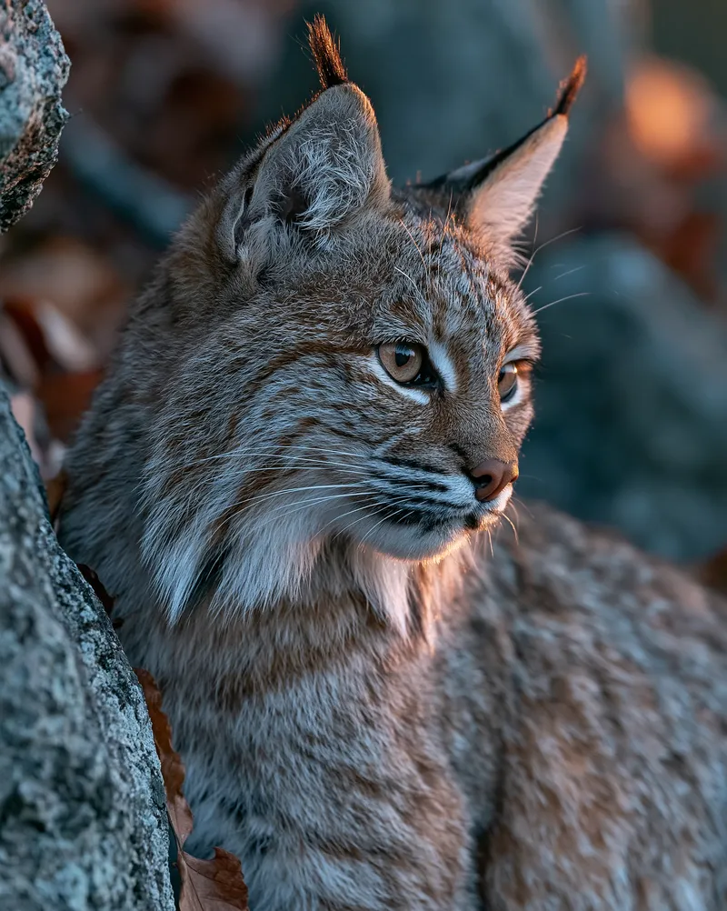 Eastern bobcat (Lynx rufus) in Tennessee