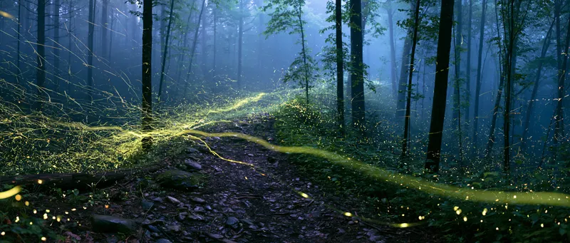 Synchronous fireflies over a trail (sweeping) (Photinus carolinus) in Tennessee