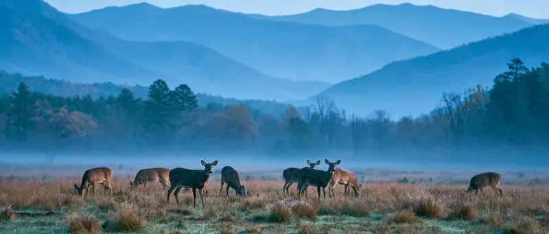 White-tailed deer (Odocoileus virginianus) in Tennessee