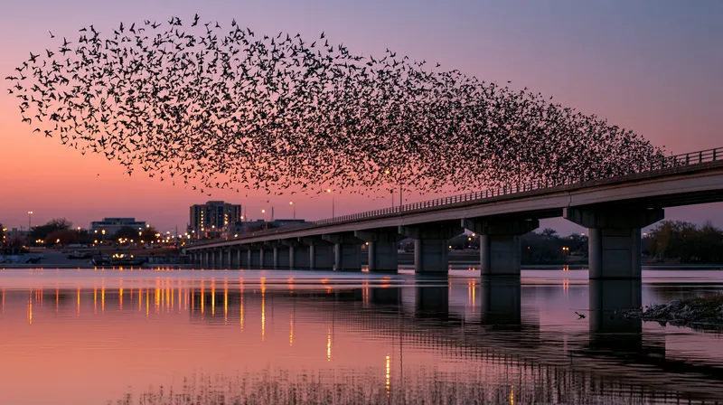Bat emergence over a city bridge (Tadarida brasiliensis) in Texas