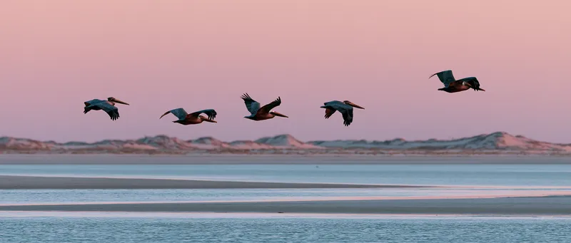 brown pelican (Pelecanus occidentalis) in Texas