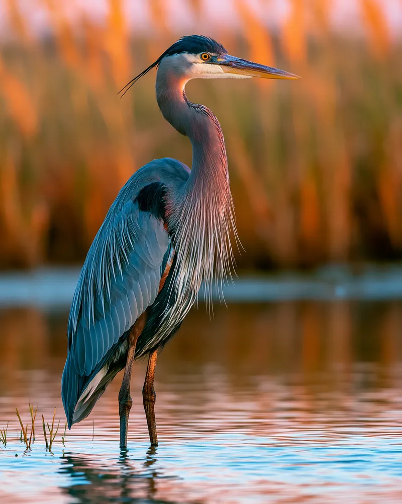 Great Blue Heron (Ardea herodias) in Texas