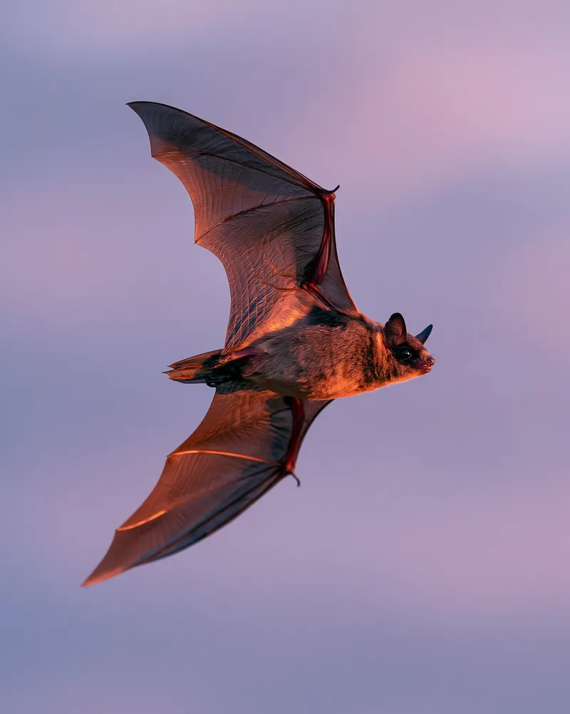 Mexican free-tailed bat (Tadarida brasiliensis) in Texas