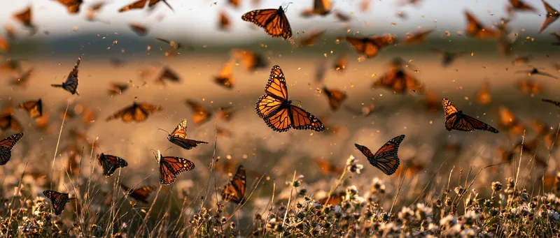 Monarch butterfly fall migration (Danaus plexippus) in Texas