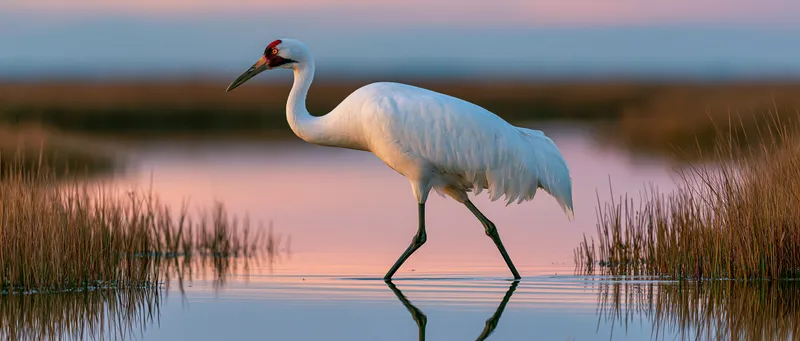 Whooping crane (rare migration) (Grus americana) in Texas