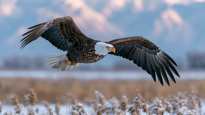 Bald Eagle (Haliaeetus leucocephalus) in Utah