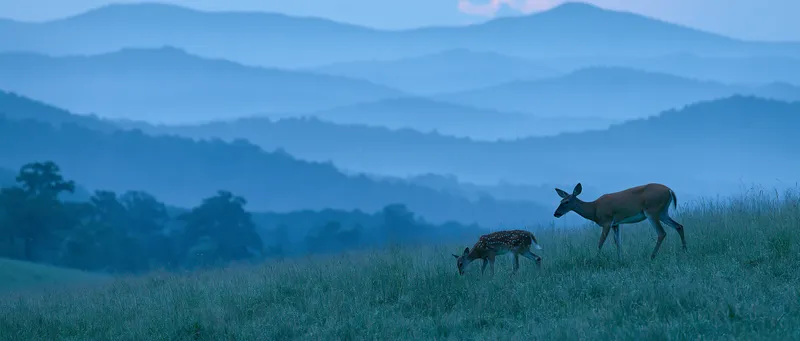White-tailed deer (Odocoileus virginianus) in Virginia
