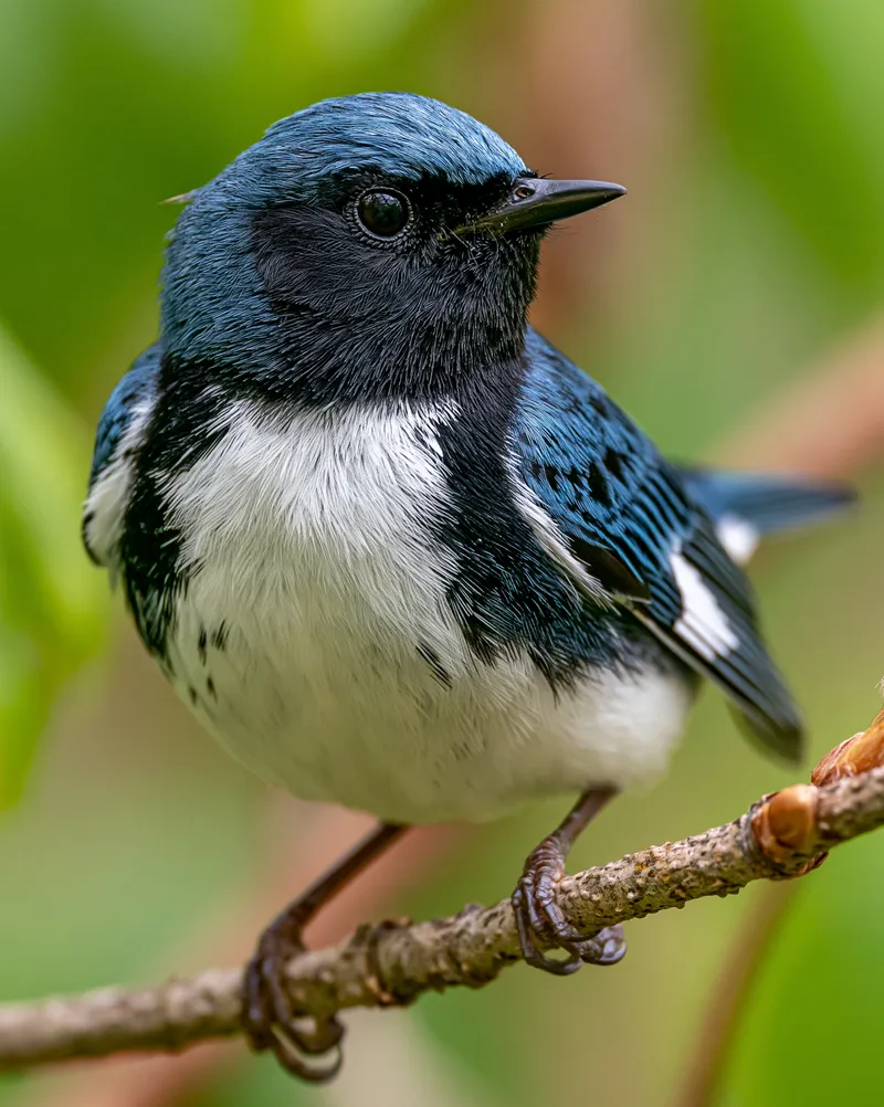 Black-throated Blue Warbler (male) (Setophaga caerulescens) in Vermont