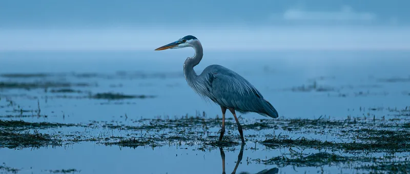 Great Blue Heron (Ardea herodias) in Washington