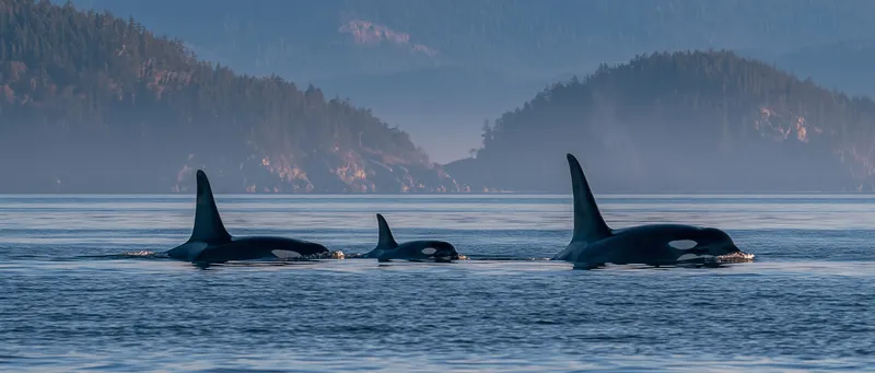Orca pod (solo/family scene) (Orcinus orca) in Washington