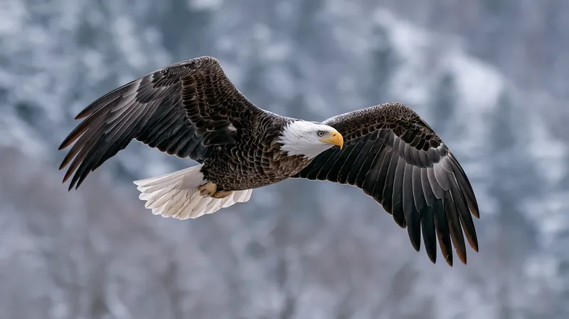 Bald Eagle (Haliaeetus leucocephalus) in Wisconsin