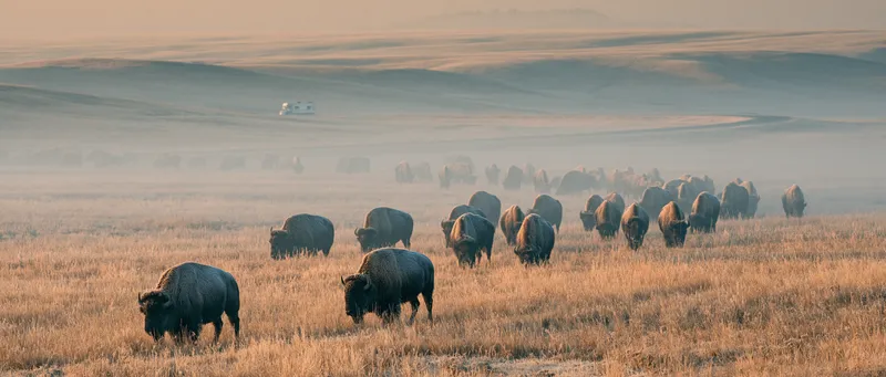American Bison (Bison bison) in Wyoming