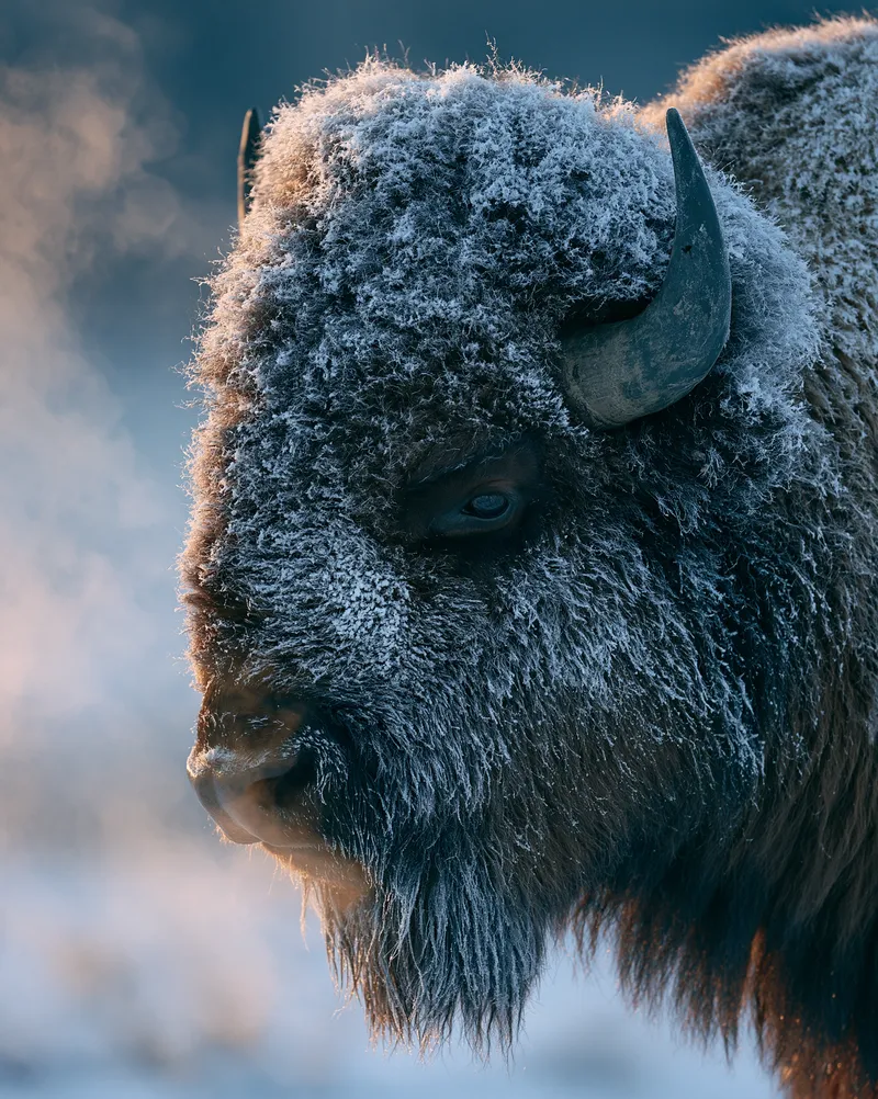 American Bison (Bison bison) in Wyoming