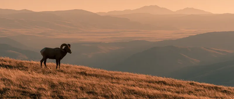 Bighorn sheep (Ovis canadensis) in Wyoming