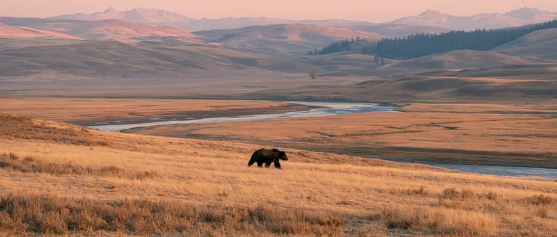 Grizzly bear (Ursus arctos horribilis) in Wyoming