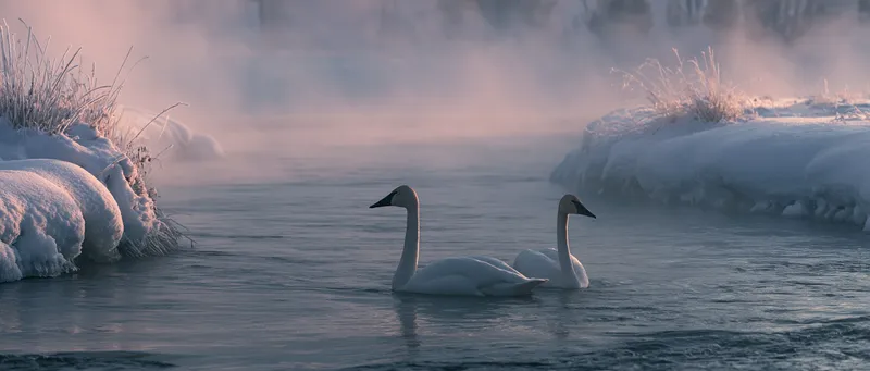 Trumpeter swans (winter) (Cygnus buccinator) in Wyoming