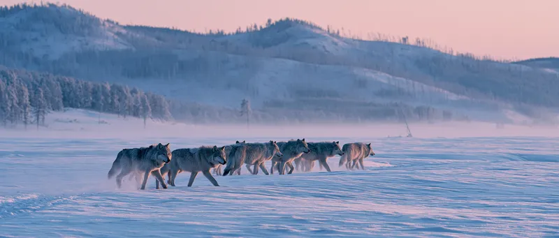 Yellowstone wolf pack on snow (sweeping) (Canis lupus) in Wyoming